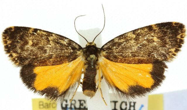 Halone sinuata