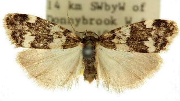 Stenarcha stenopa