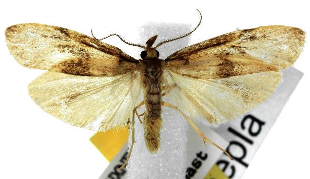 Graphosia stenopepla