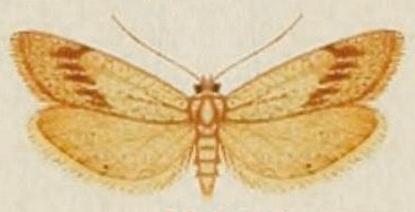 Graphosia stenopepla