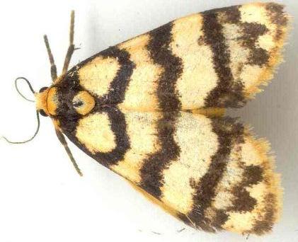 Eutane trimochla