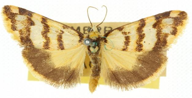 Eutane trimochla