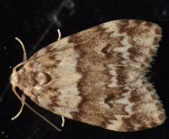 Scaphidriotis xylogramma