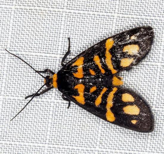 Asura zebrina