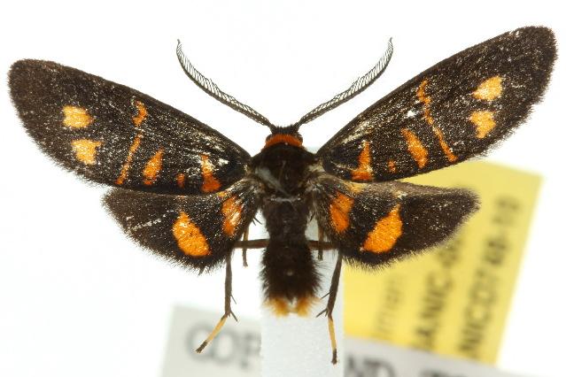 Asura zebrina