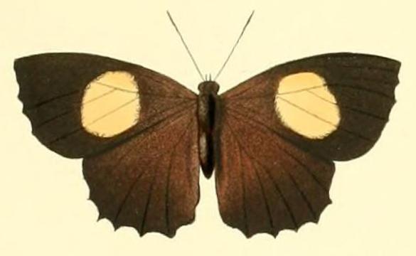 Ogyris abrota