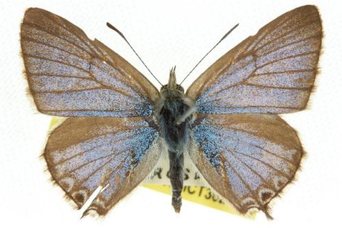 Theclinesthes albocinctus