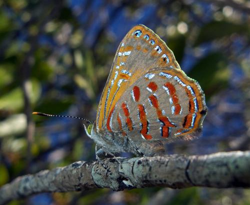 Hypochrysops apelles
