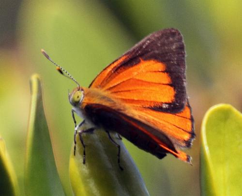 Hypochrysops apelles