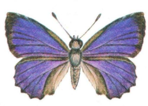 Ogyris barnardi