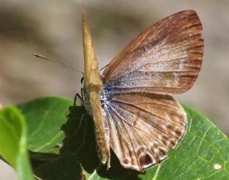 Nacaduba berenice