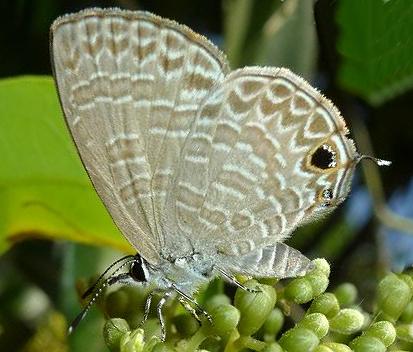 Nacaduba berenice