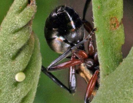 Nacaduba berenice