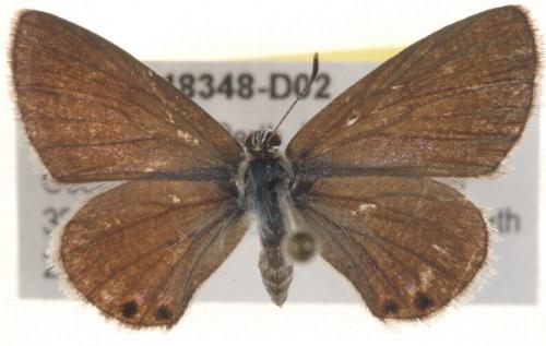 Nacaduba biocellata