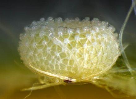 Lampides boeticus