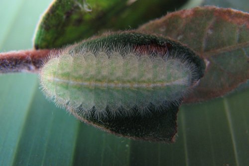 Hypochrysops byzos
