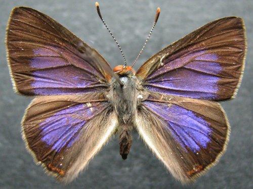 Hypochrysops byzos