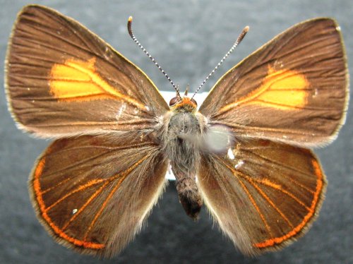 Hypochrysops byzos