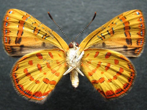 Hypochrysops byzos