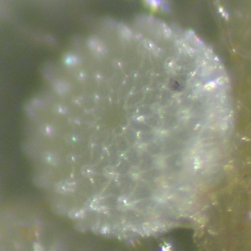 Psychonotis caelius