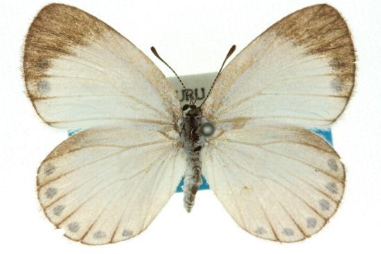 Candalides caesia
