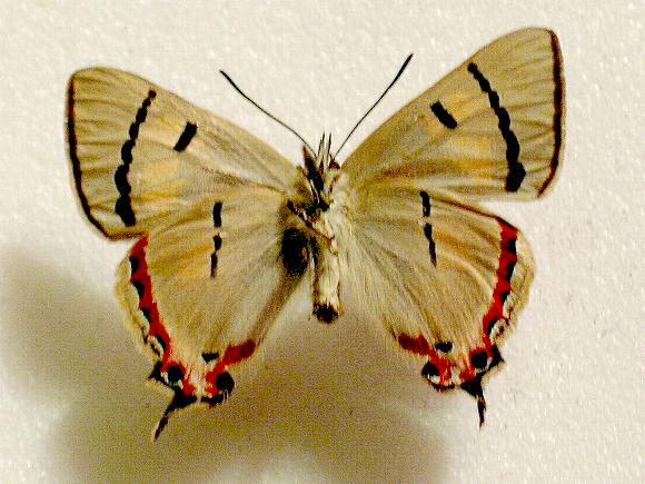 Pseudalmenus chlorinda