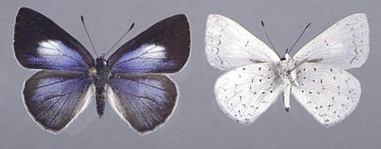 Eirmocides consimilis