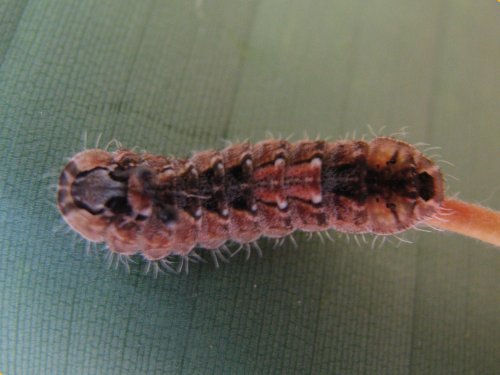 Hypochrysops cyane
