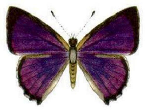 Hypochrysops cyane