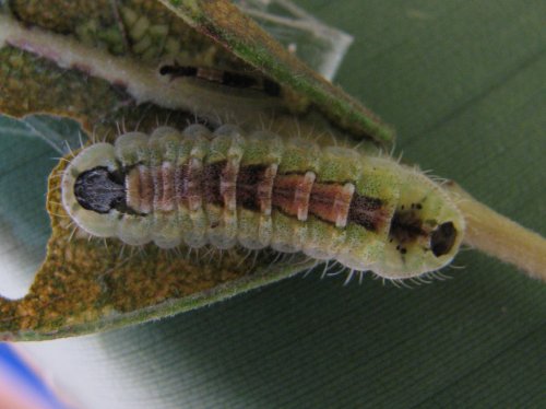 Hypochrysops cyane