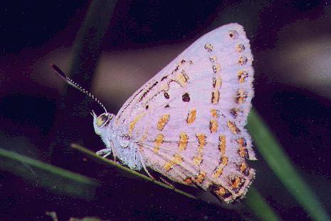 Hypochrysops delicia