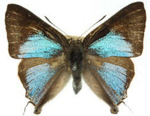 Deudorix democles