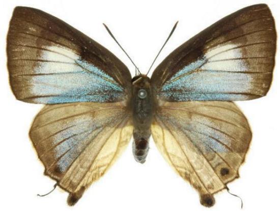 Deudorix democles
