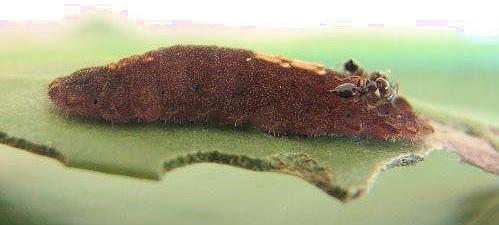 Hypochrysops digglesii