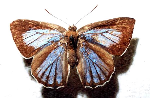 Hypochrysops digglesii