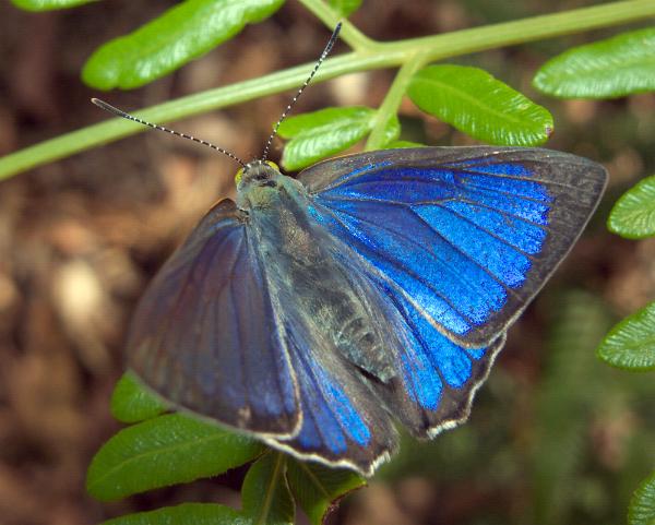 Hypochrysops digglesii