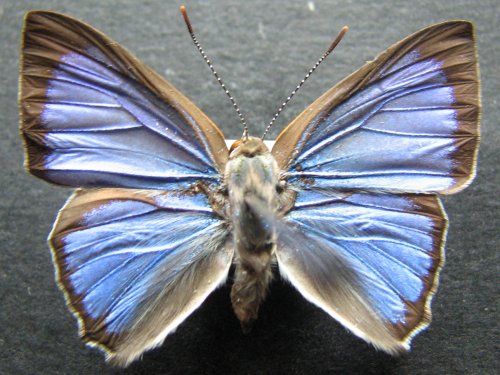 Hypochrysops digglesii