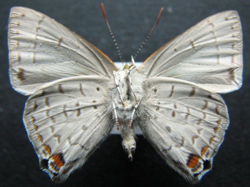 Hypochrysops digglesii