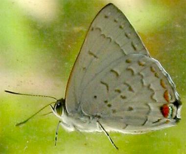 Hypochrysops digglesii