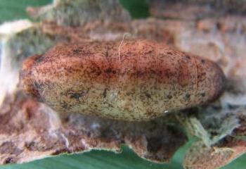 Hypochrysops digglesii