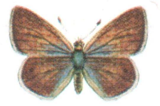 Prosotas dubiosa