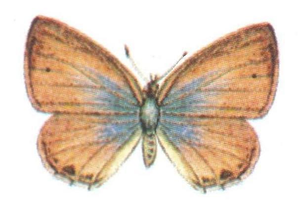 Prosotas dubiosa