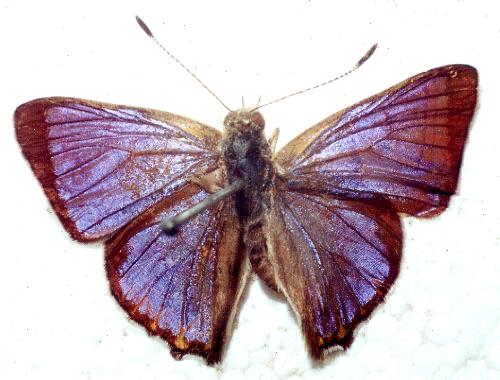 Hypochrysops epicurus