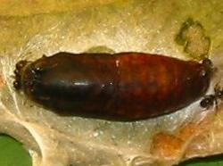 Hypochrysops epicurus