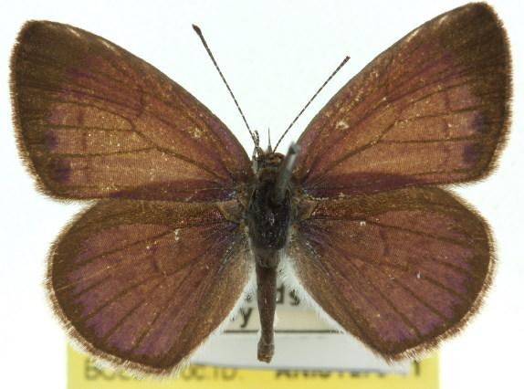 Erina erinus