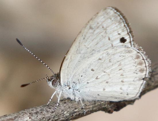 Erina erinus