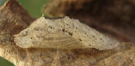 Erina erinus