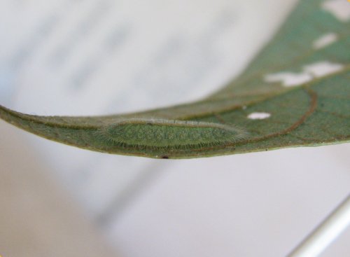 Philiris fulgens