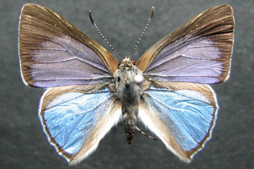Philiris fulgens