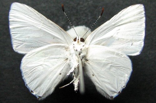 Philiris fulgens